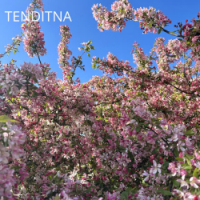 TENDITNA - Промені